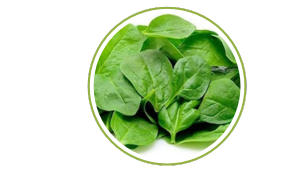 Cleaned Spinach Leaves