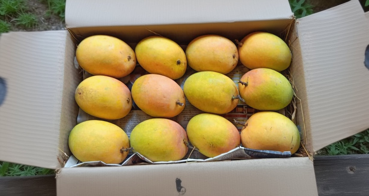 Jumbo size Devgad Alphanso,1 Doz