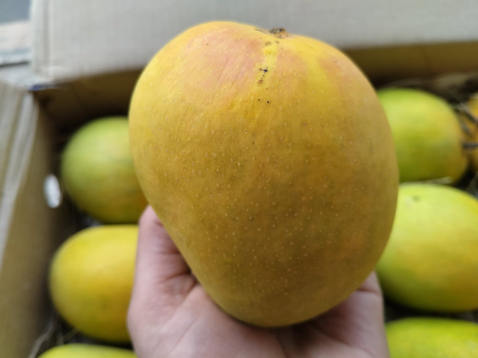 Jumbo size Devgad Alphanso,1 Doz