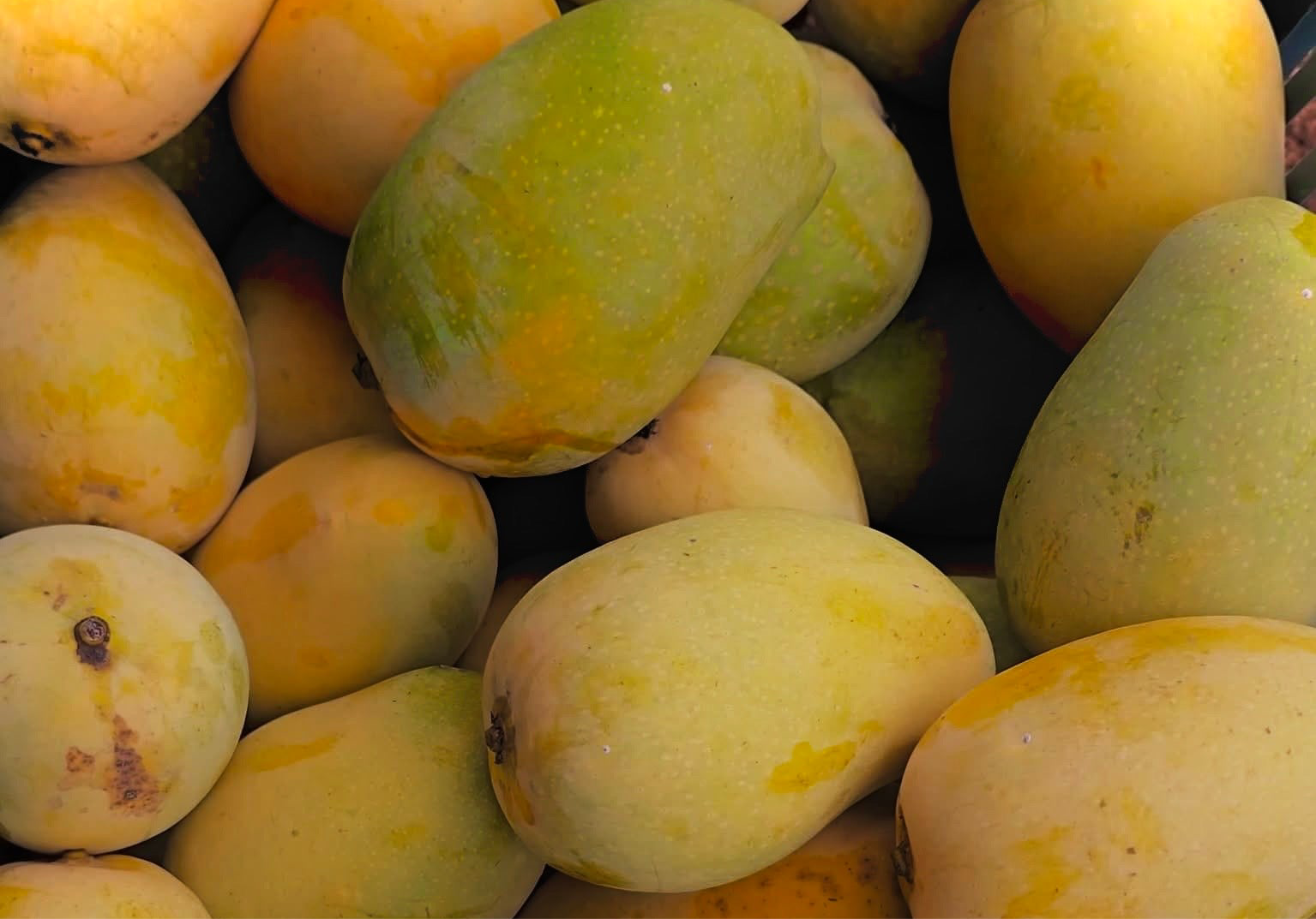Farm-Fresh Kesar Mangoes
