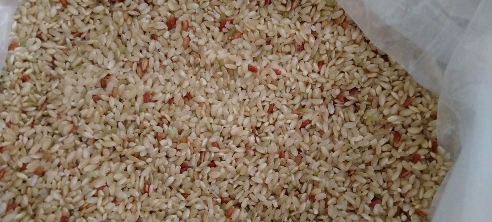 Organic Hathsadi Ambemohor,1kg
